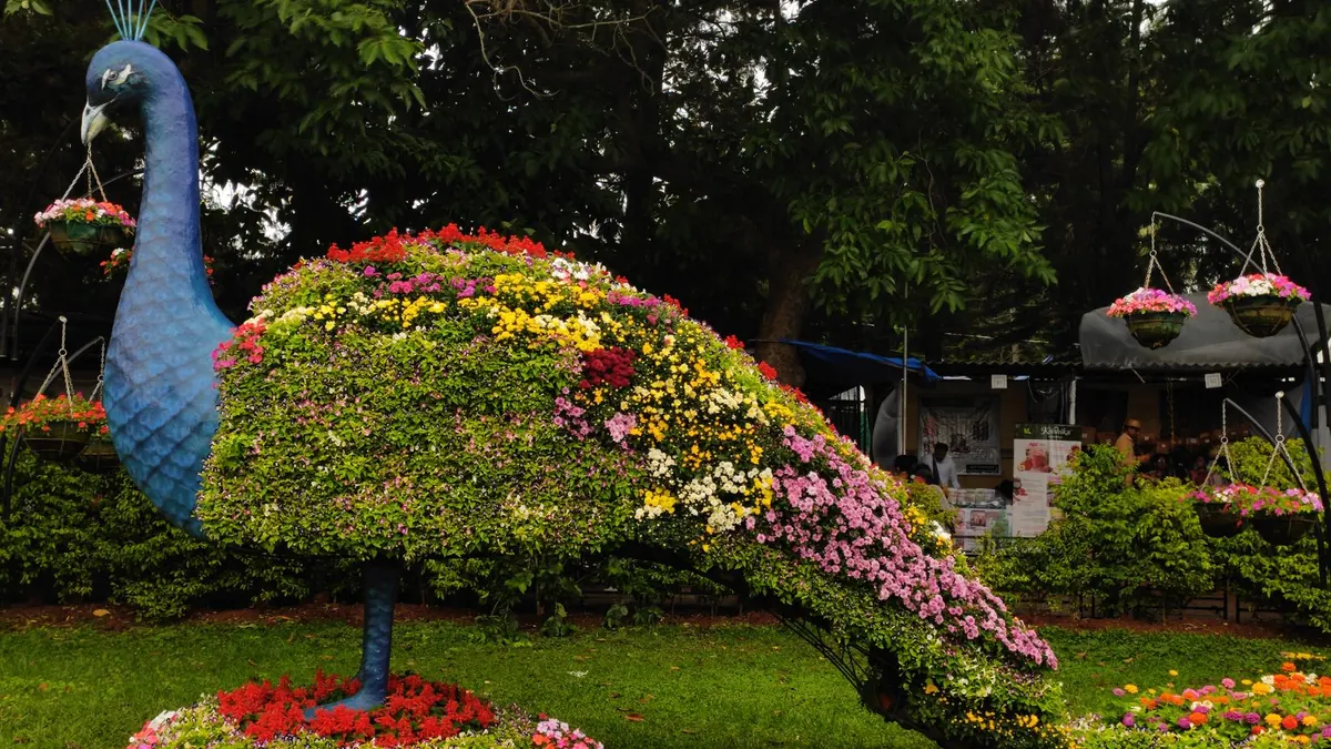 Colorful peacock-shaped floral sculpture in a Bengaluru park, showcasing creative gardening.