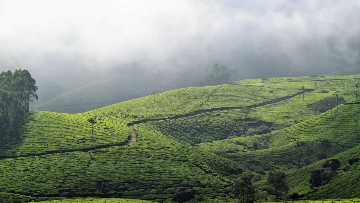 Picturesque view of bright green valley on hills with narrow wavy pathway near growing trees under cloudy sky in mist in countryside